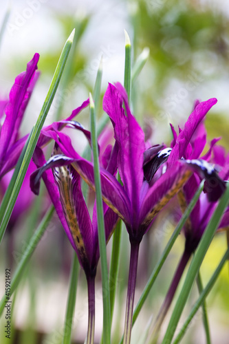 Tableau sur toile Iris Reticulata Pauline in flower in February, England, United Kingdom