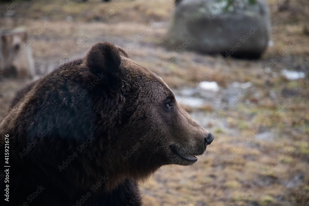 european brown bear portrait in the wilderness european brown bear portrait in the wilderness