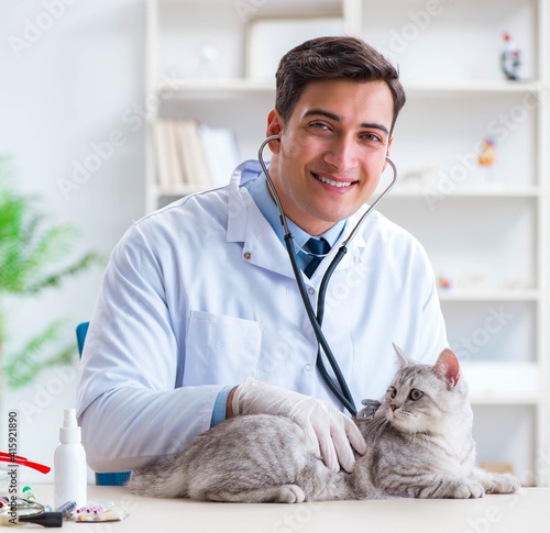 Fototapeta Naklejka Na Ścianę i Meble -  Vet examining sick cat in hospital
