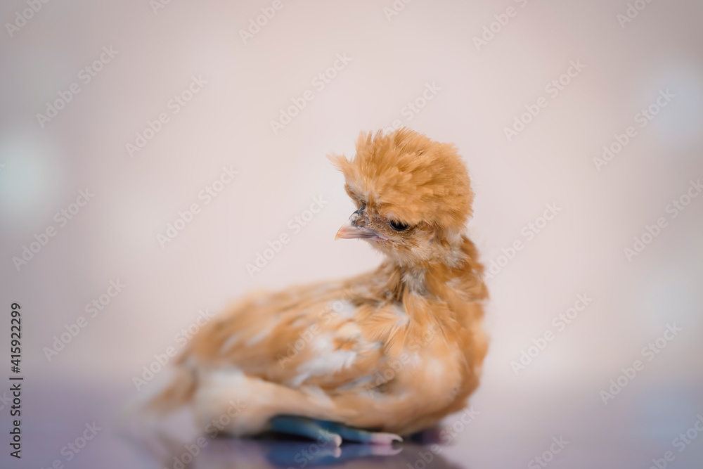 Obraz premium Young golden chick on soft background