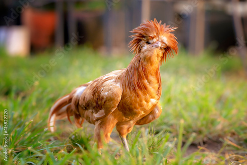 Young chicken in green grass