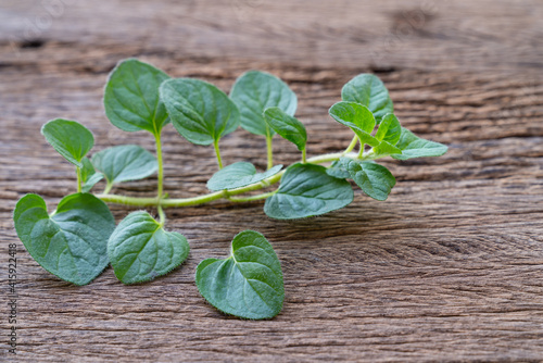 Oregano bright green furry new leaves (Origanum vulgare). Fresh oregano growing in the herb garden. Cuisine herbs. Summer natural organic healthy food.