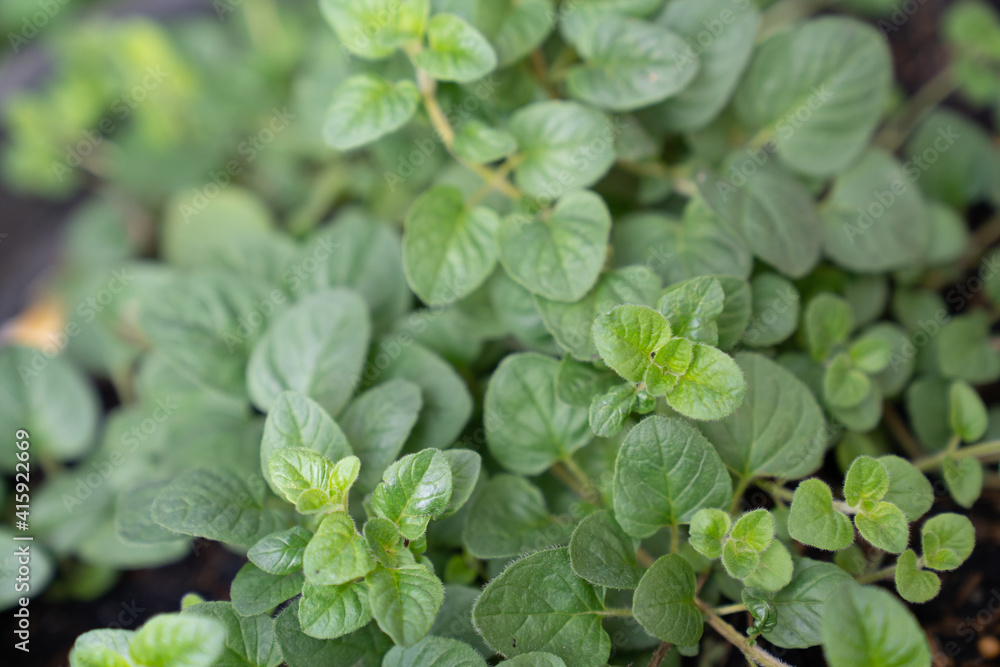 Oregano bright green furry new leaves (Origanum vulgare). Fresh oregano growing in the herb garden. Cuisine herbs. Summer natural organic healthy food. Oregano bright green furry new leaves (Origanum vulgare). Fresh oregano growing in the herb garden. Cuisine herbs. Summer natural organic healthy food.