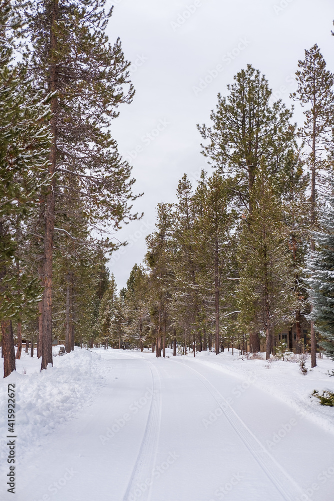 A snow-covered trail leads into a forest A snow-covered trail leads into a forest