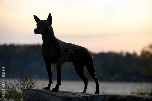 Xoloitzcuintle  Mexican Hairless Dog  silhouette  standing on stone against  sky in gentle rays of setting sun background 