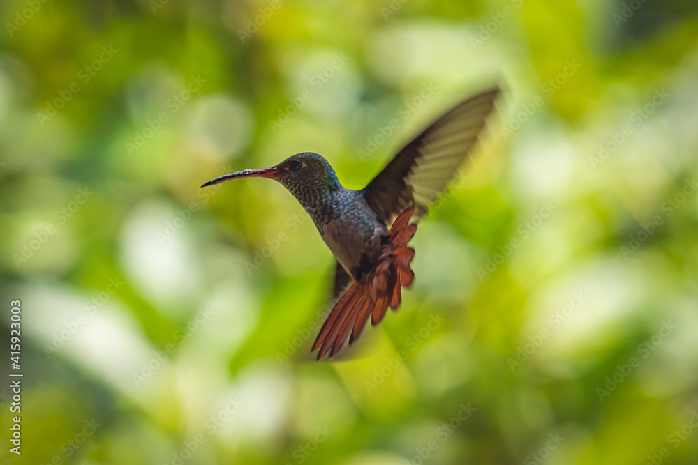 Fototapeta premium Closeup shot of a flying hummingbird with green bokeh background