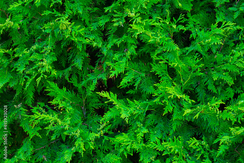 Bright green cedar tree branches intertwined together are fragrant with a variety of edible and medicinal properties, July, Michigan, USA Bright green cedar tree branches intertwined together are fragrant with a variety of edible and medicinal properties, July, Michigan, USA