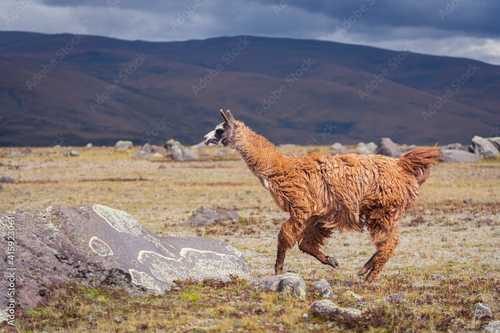 Fototapeta premium Closeup shot of a brown llama running in the field