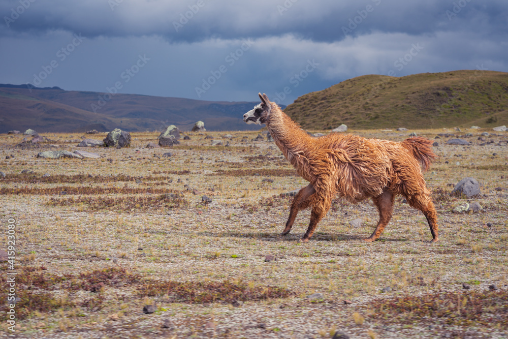 Fototapeta premium Closeup shot of a brown llama running in the field