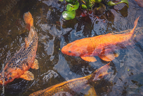 High angle shot of an orange Japanese coy in the pond