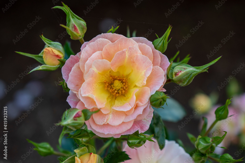 Obraz premium beautiful color combination of this garden rose