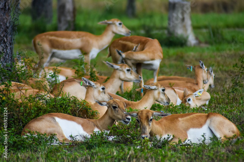 Wild Impalas