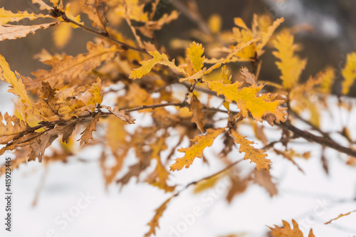 Branch orange autumn leaves