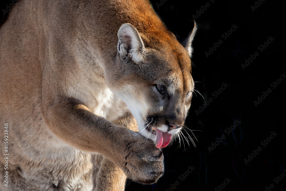 Naklejka premium The cougar (Puma concolor),native American animal known as catamount, mountain lion, painter, panther and puma. Scene from ZOO.
