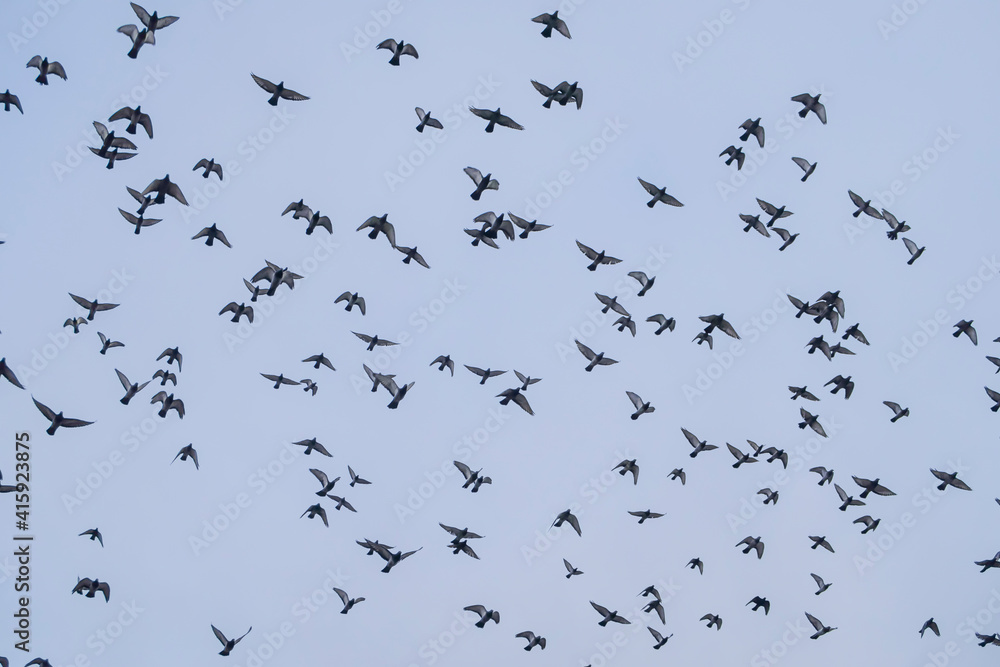 silhouette of a flock of flying birds
