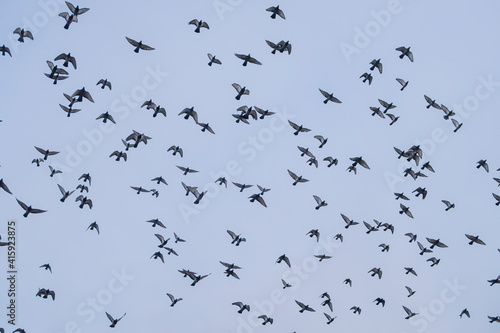 silhouette of a flock of flying birds 