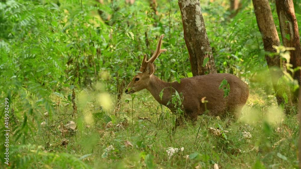 Indian Hog Deer, Hyelaphus porcinus; seen within the forest during a summer morning facing to the left, suddenly turns its head around and then faces towards the camera to show territorial claim. Indian Hog Deer, Hyelaphus porcinus; seen within the forest during a summer morning facing to the left, suddenly turns its head around and then faces towards the camera to show territorial claim.