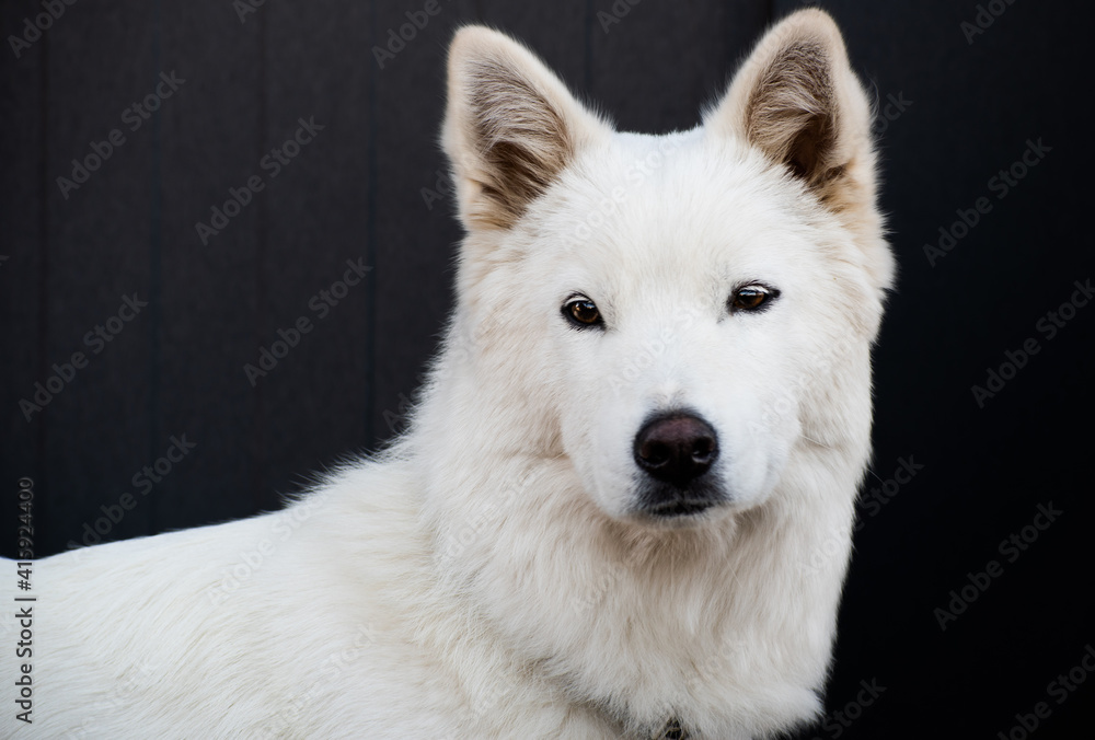 Closeup portrait of a Korean Jindo dog. 