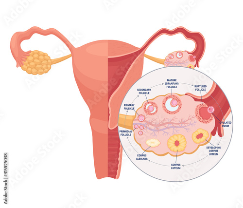 Realistic flat vector illustration of woman reproductive system. Human internal organ, uterus, ovary, the fallopian tubes. Ovulation process: follicle, ovum, corpus luteum, corpus albicans.