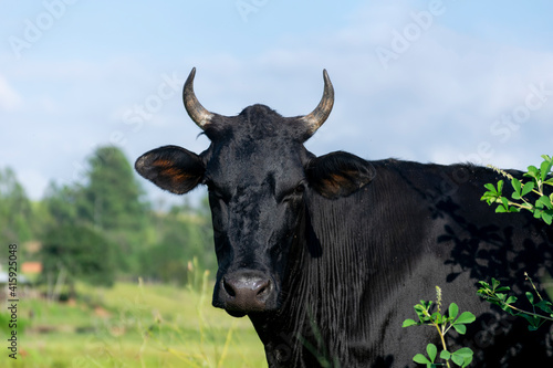 black leather cattle on pasture