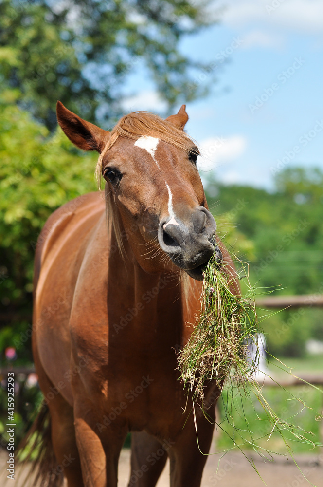 Naklejka premium Red horse eating grass in the paddock and looking at the camera. Funny horse