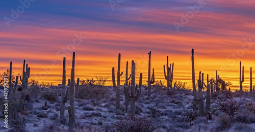 Wide Ratio View Of Saguaro Cactus On A Ridge at Sunrise