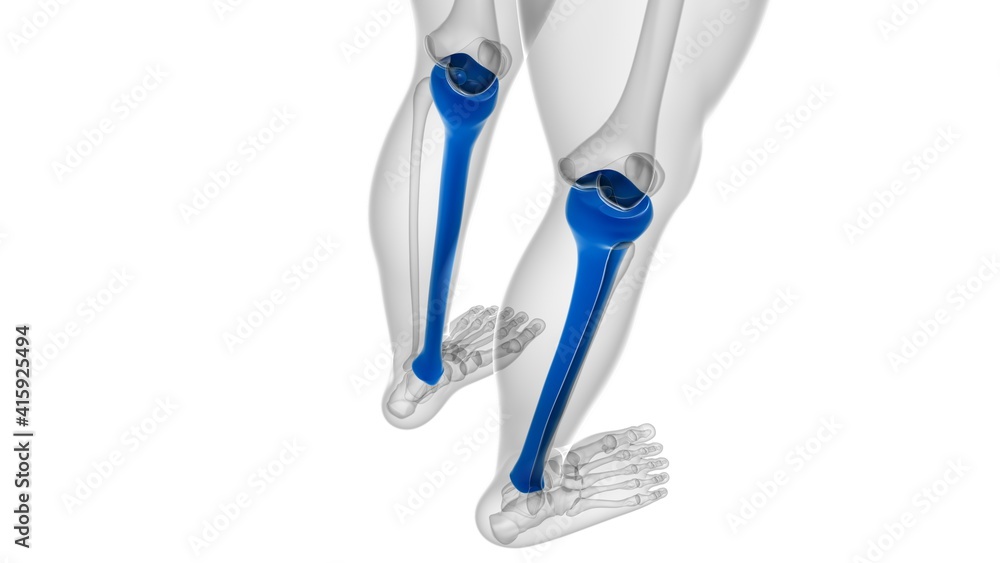 Human skeleton anatomy Tibia Bone 3D Rendering Human skeleton anatomy Tibia Bone 3D Rendering