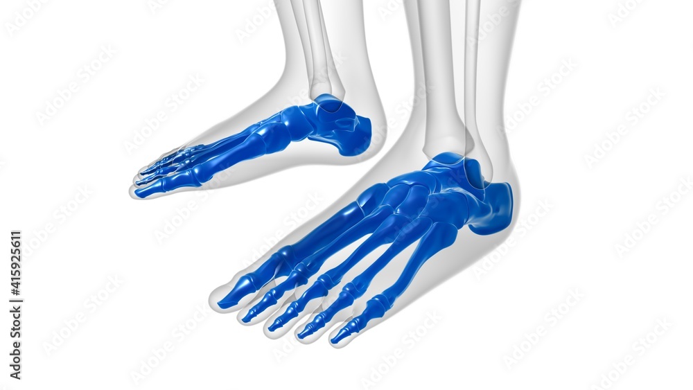 Human Skeleton Foot bones Anatomy For Medical Concept Human Skeleton Foot bones Anatomy For Medical Concept