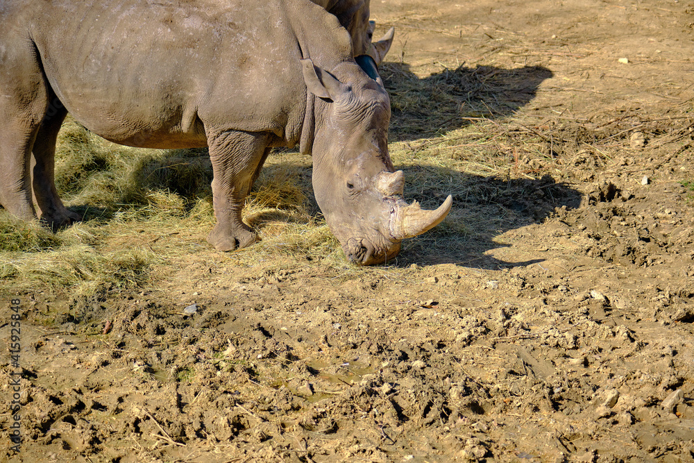 Quare-lipped rhinoceros that can be called also as white rhinoceros standing on soil ground in zoo. Great one horned rhinoceros. Quare-lipped rhinoceros that can be called also as white rhinoceros standing on soil ground in zoo. Great one horned rhinoceros.