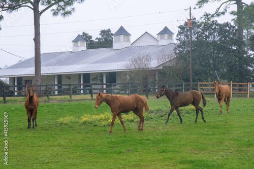 Countryside field and horses. Idyllic rural scene. Foggy morning at the farm. Horses close portrait.