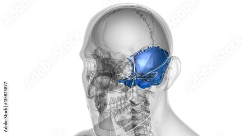 Foto Human Skeleton Skull Occipital Bone Anatomy For Medical Concept