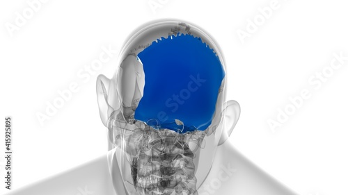 Obraz na płótnie Human Skeleton Skull Occipital Bone Anatomy For Medical Concept