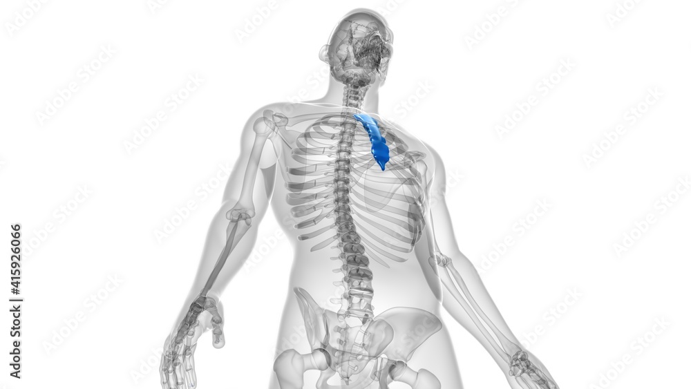 Human Skeleton Sternum Bone Anatomy For Medical Concept