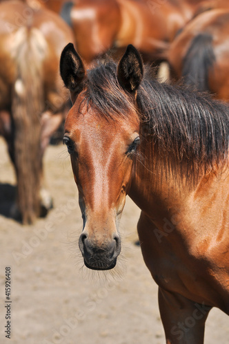 Portrait of a bay foal in the herd on a sunny summer day