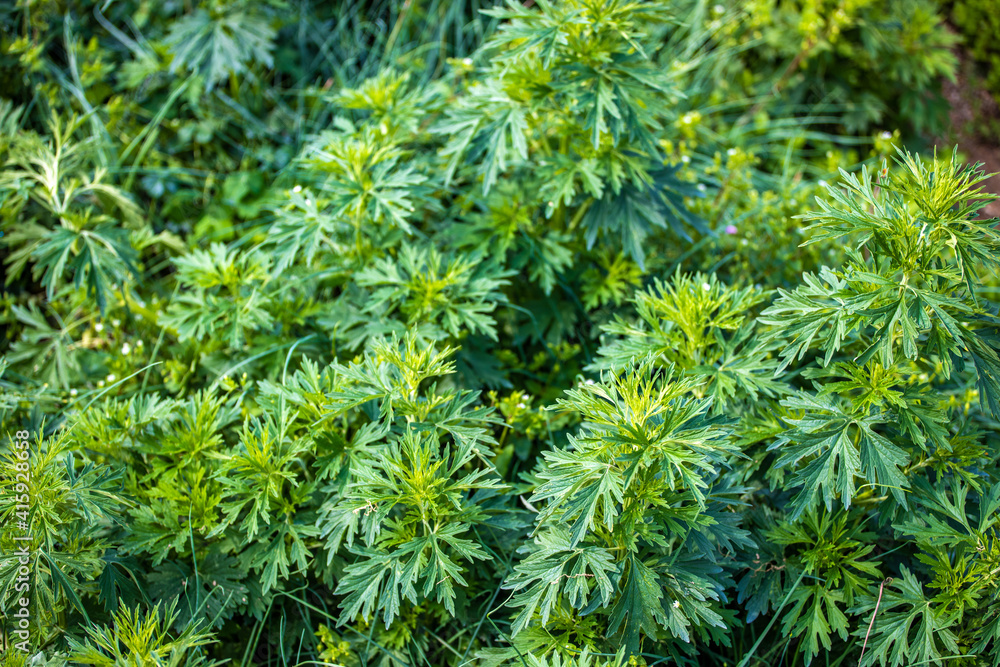 Fresh green motherwort Fresh green motherwort