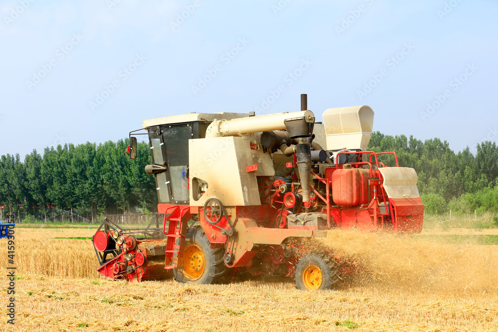 Fototapeta premium combine harvester working on a wheat field
