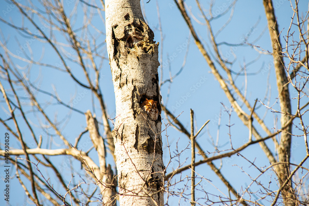 Eastern Screech Owl