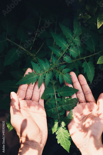 Hand holding tomato leaves plant in a garden