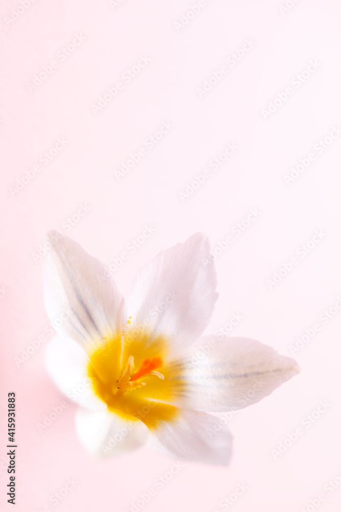 Macro photography of pastel crocus flower with  copy space