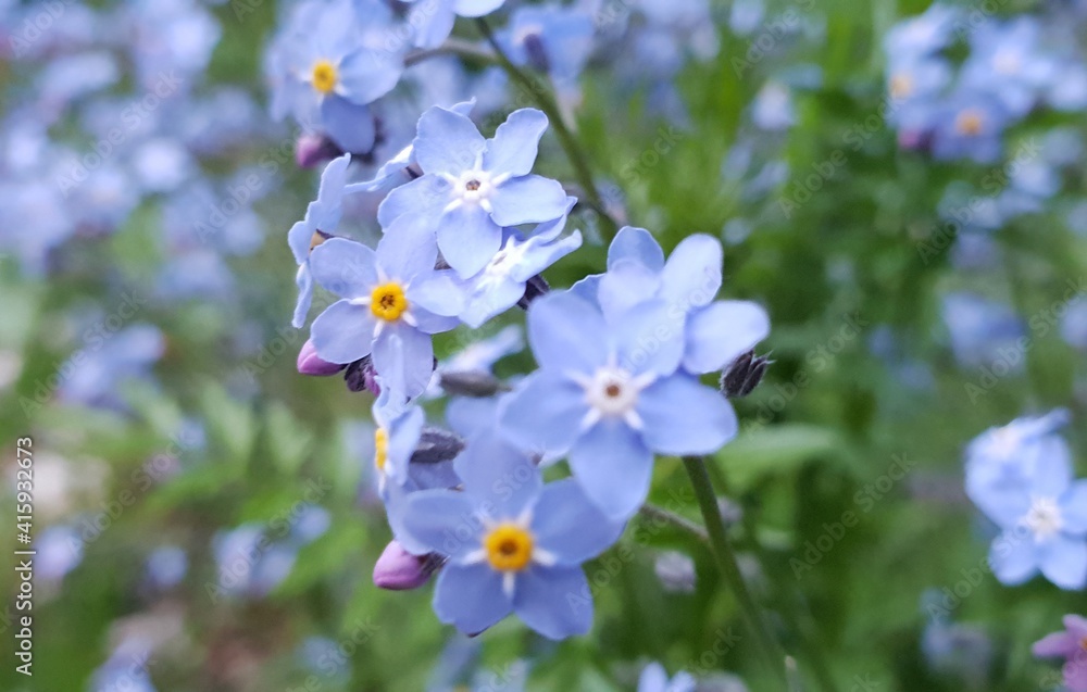 Close-up of beautiful little Forget-me-not flowers or Myosotis blooming on a spring day Close-up of beautiful little Forget-me-not flowers or Myosotis blooming on a spring day