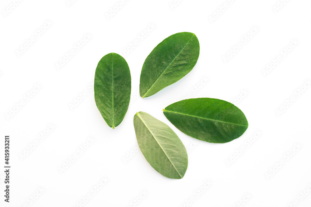 Peanut leaves isolated on white background. Peanut leaves isolated on white background.