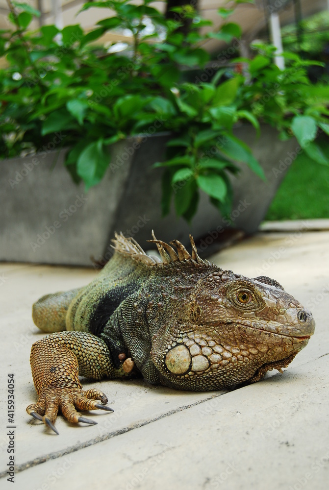 Fototapeta premium Green iguana on flat surface outdoors