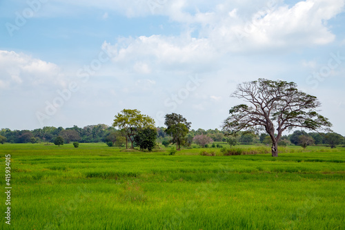 landscape Sri Lanka