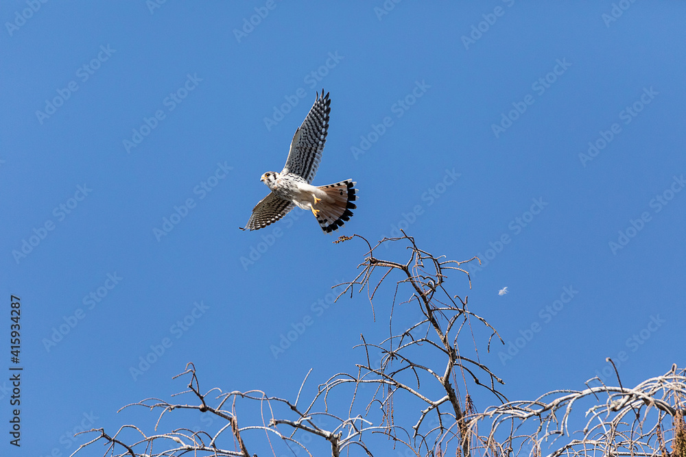Flying female Southeastern American Kestrel falco sparverius paulus
