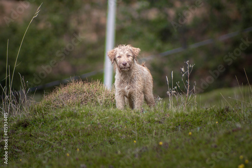 pequeño perro blanco en un campo verde