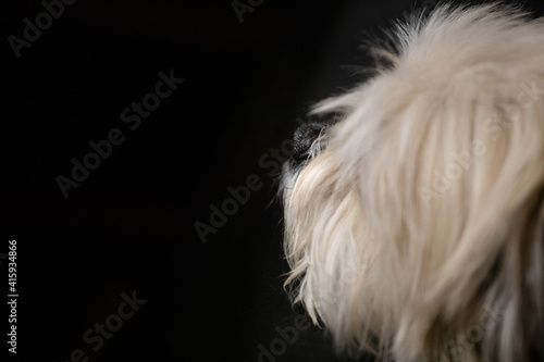 Closeup profile of a small fluffy dogs and his black nose, set against a black background