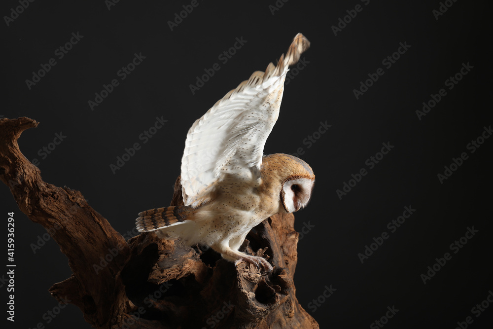 Beautiful common barn owl on tree against black background Beautiful common barn owl on tree against black background