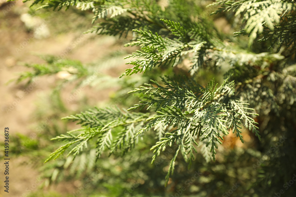 Green thuja tree in sunny park, closeup Green thuja tree in sunny park, closeup