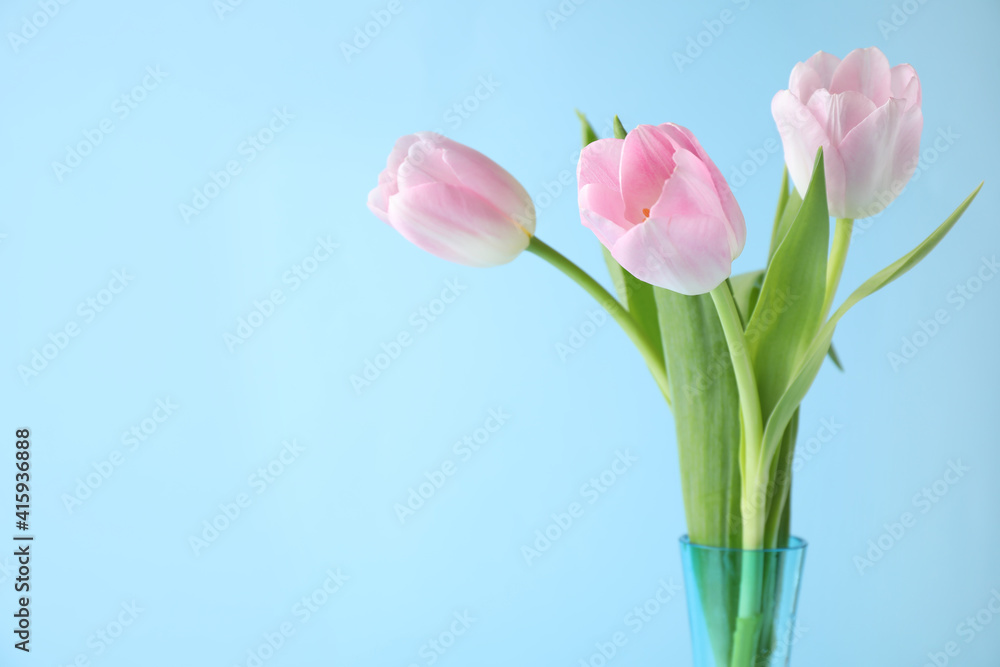 Fototapeta premium Beautiful pink spring tulips on light blue background. Space for text