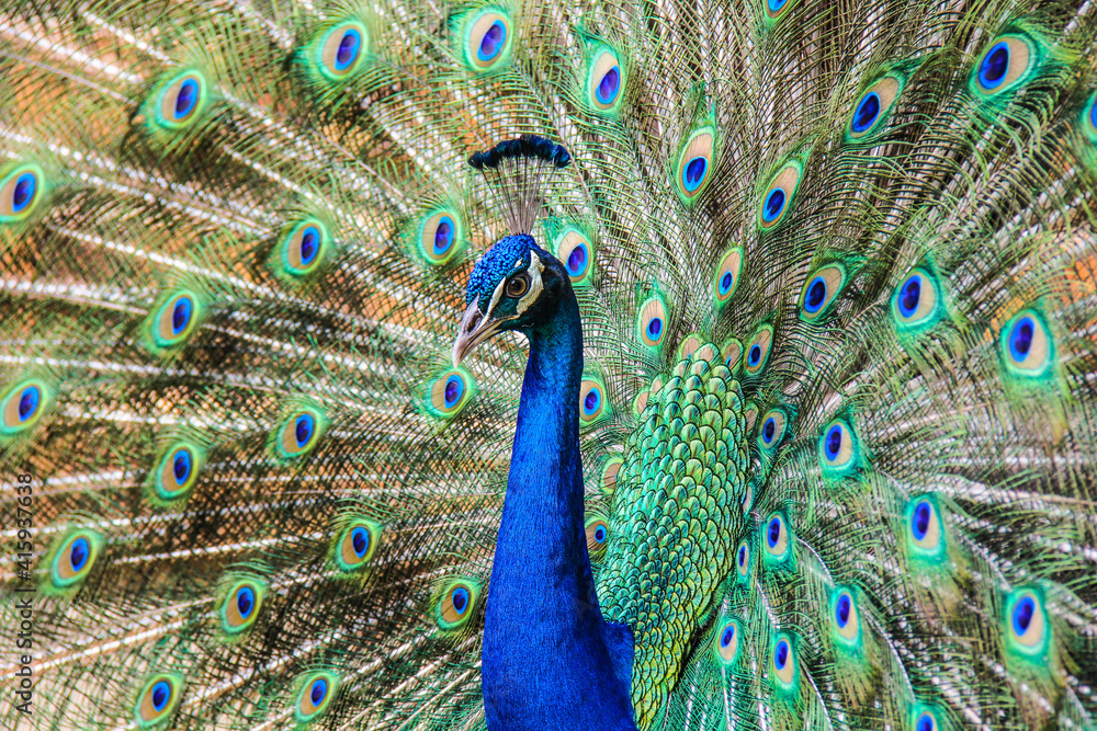 Fototapeta premium close up of peacock
